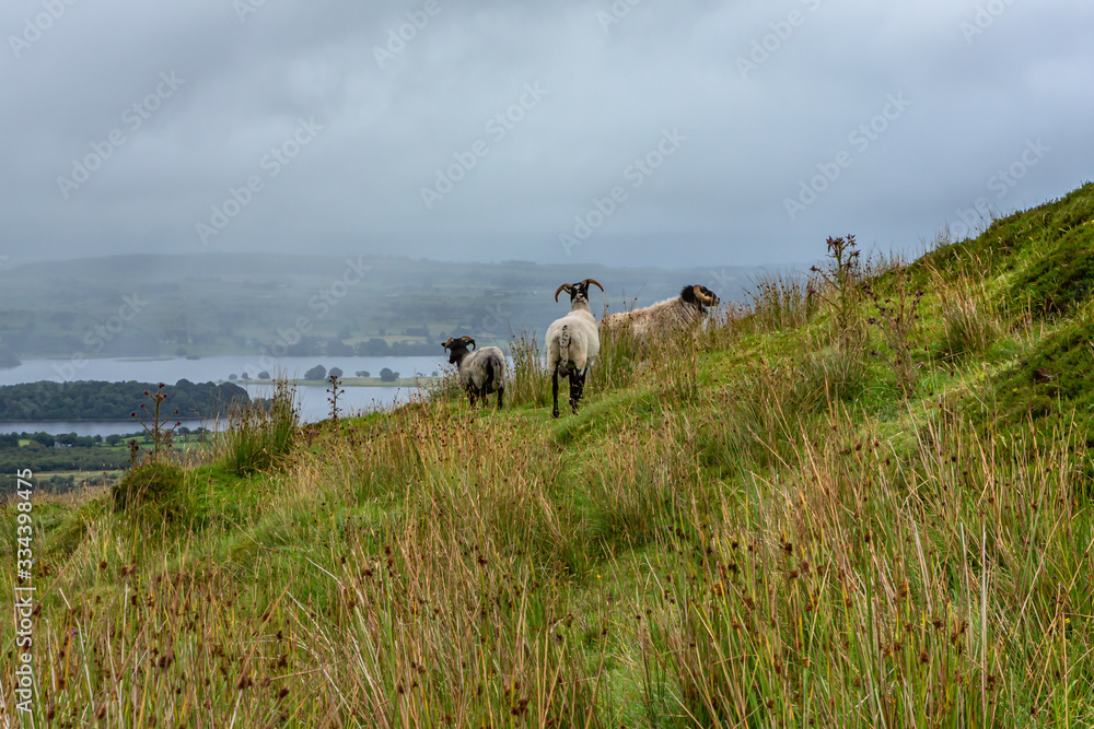 Fototapeta premium Schafe auf dem Weg zu den Carrowkeel Grabstätten, Country Sligo, Irland