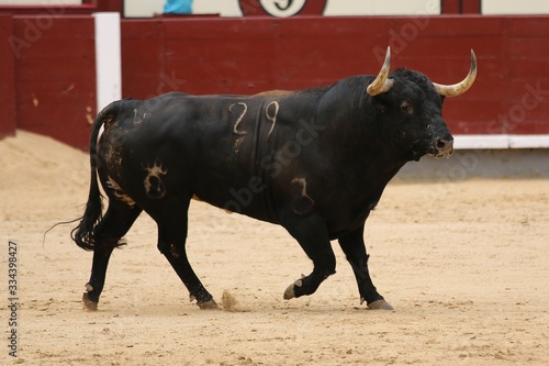spanish bull in the bullring © Antonio
