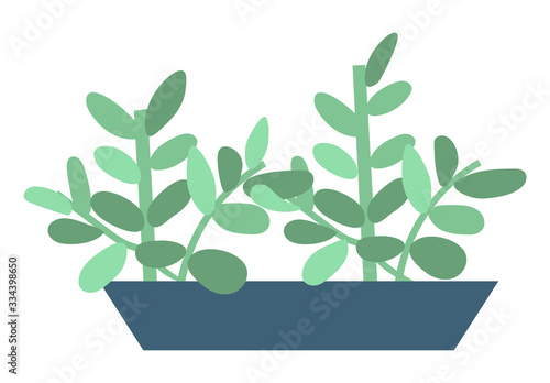 Home plant in pot isolated house interior decorative object. Vector evergreen tree in flowerpot, cartoon style palm growing in bucket, domestic exotic flower