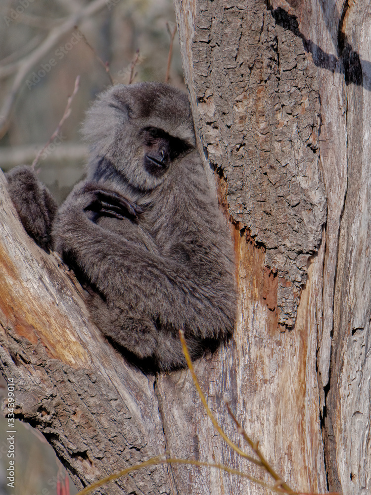 Obraz premium The silvery gibbon, Hylobates moloch, is a primate in the gibbon family Hylobatidae.