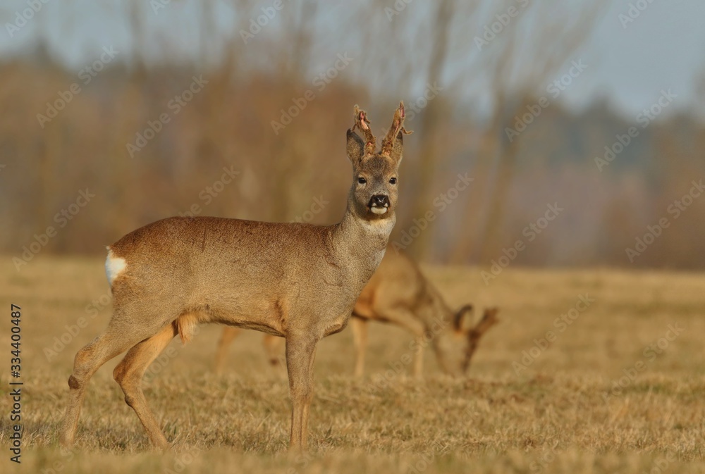 wildlife scene from spring nature. Two roe deer standing on meadow. Deer in the nature habitat. Capreolus capreolus. M wildlife scene from spring nature. Two roe deer standing on meadow. Deer in the nature habitat. Capreolus capreolus. M