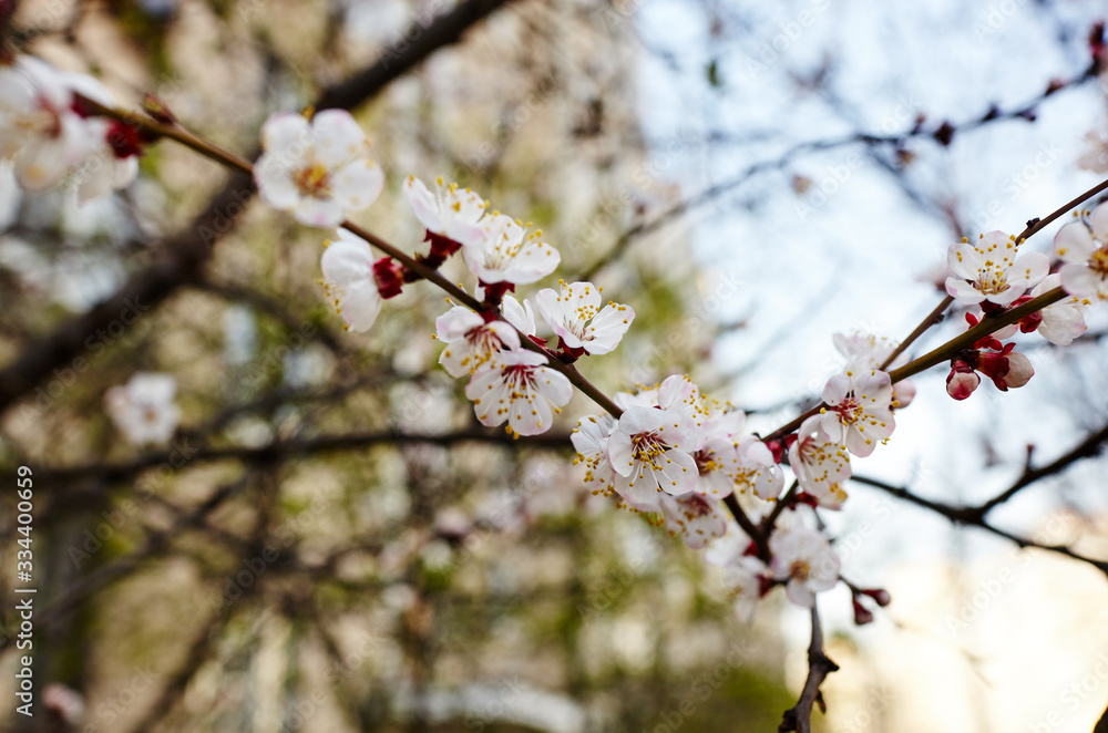 Beautiful white apricot blossom.Flowering apricot tree.Fresh spring background on nature outdoors.Soft focus image of blossoming flowers in spring time.For easter and spring greeting cards,banners Beautiful white apricot blossom.Flowering apricot tree.Fresh spring background on nature outdoors.Soft focus image of blossoming flowers in spring time.For easter and spring greeting cards,banners