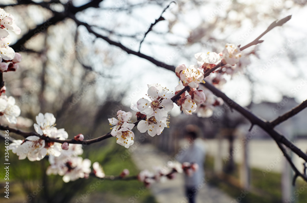 Beautiful white apricot blossom.Flowering apricot tree.Fresh spring background on nature outdoors.Soft focus image of blossoming flowers in spring time.For easter and spring greeting cards,banners Beautiful white apricot blossom.Flowering apricot tree.Fresh spring background on nature outdoors.Soft focus image of blossoming flowers in spring time.For easter and spring greeting cards,banners