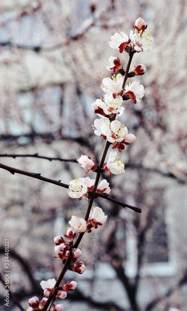 Beautiful white apricot blossom.Flowering apricot tree.Fresh spring background on nature outdoors.Soft focus image of blossoming flowers in spring time.For easter and spring greeting cards,banners Beautiful white apricot blossom.Flowering apricot tree.Fresh spring background on nature outdoors.Soft focus image of blossoming flowers in spring time.For easter and spring greeting cards,banners