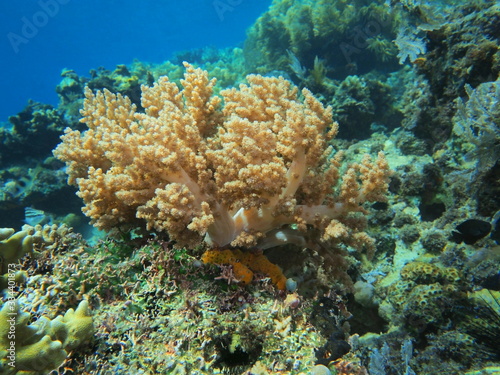 The amazing and mysterious underwater world of Indonesia  North Sulawesi  Manado  soft coral