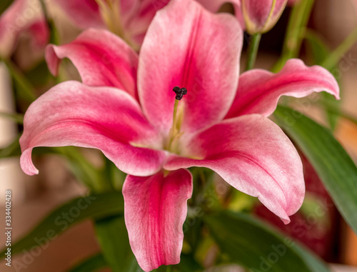 dark pink lilium flower close up  strong bokeh