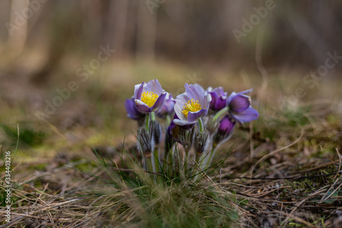 Morning walk through the woods in search of dream grass  the city of Boyarka. Kiev region. Ukraine. 03. 29. 2020