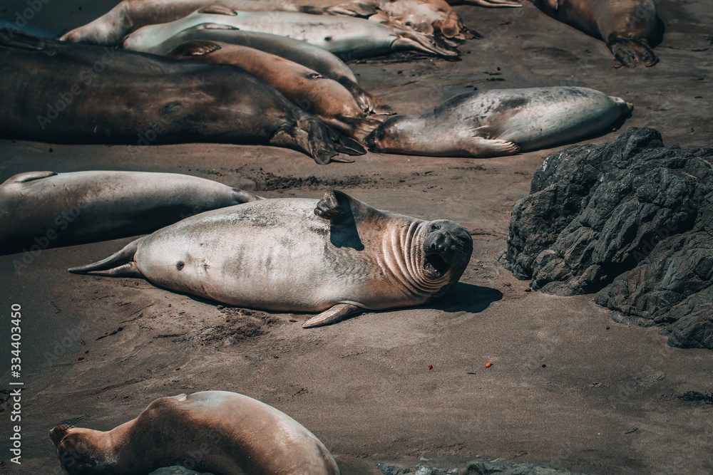 Fototapeta premium Elephant seal