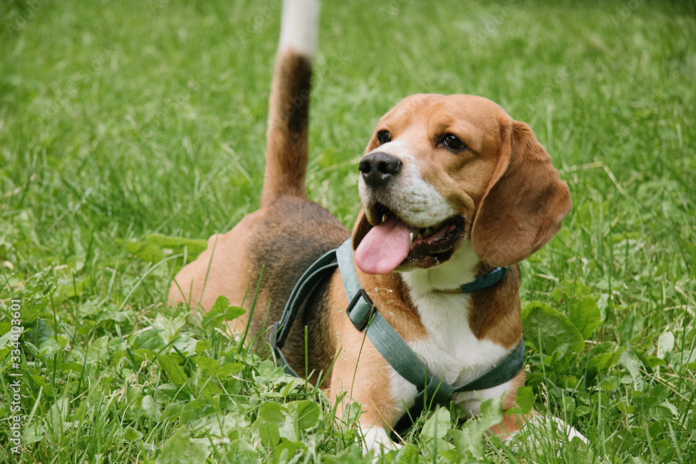 Dog on the grass Dog on the grass