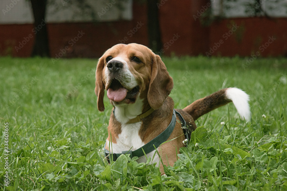 Dog on the grass