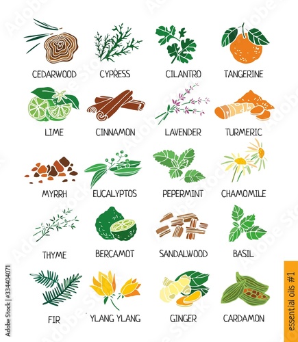 Color decorative set of essential oil plants. Plants for treatment by alternative methods, cosmetics, store, spa, health care, aromatherapy, homeopathy, Ayurved. Cute cartoon vector illustration