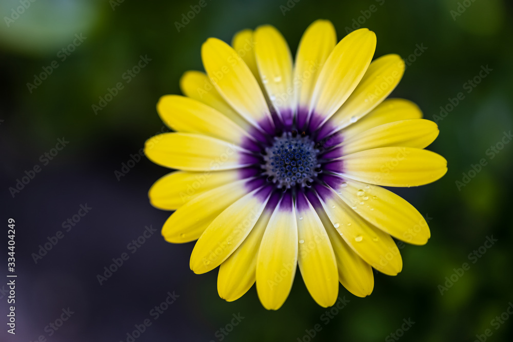 yellow flower on green background yellow flower on green background