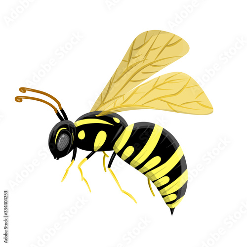 Realistic wasp (vespula germanica) with sting and wings isolated on white background. Vector illustration
