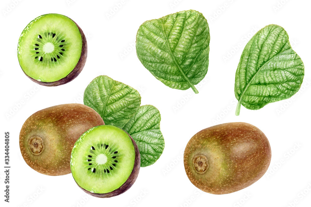 Fototapeta premium Kiwi fruit set watercolor isolated on white background