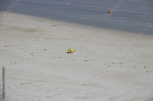 Crab at Fazayat beach near salalah in Oman photo