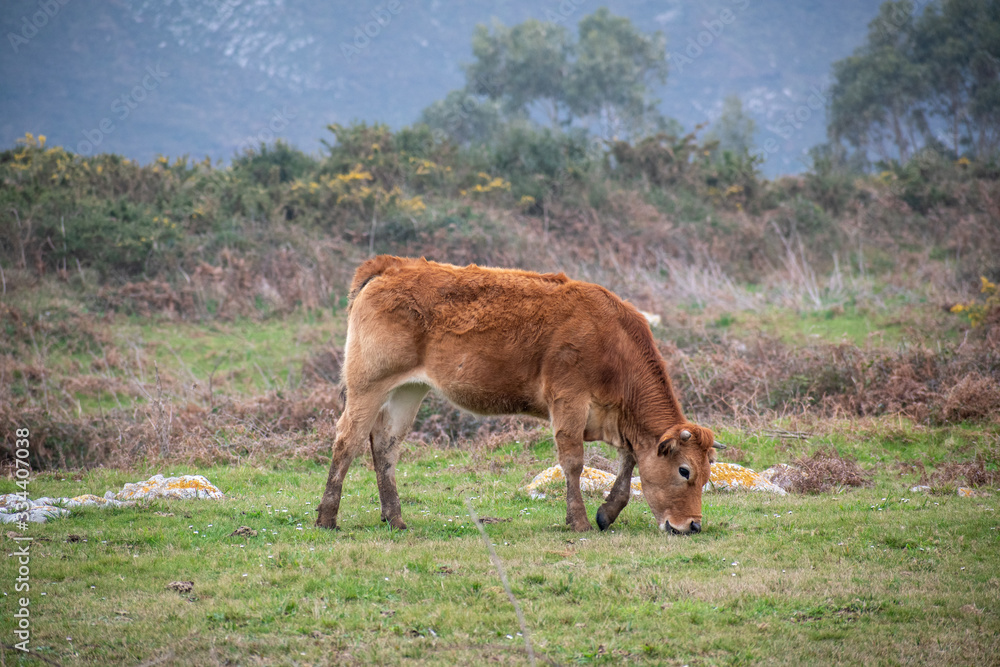Naklejka premium Free roaming cow with a bell