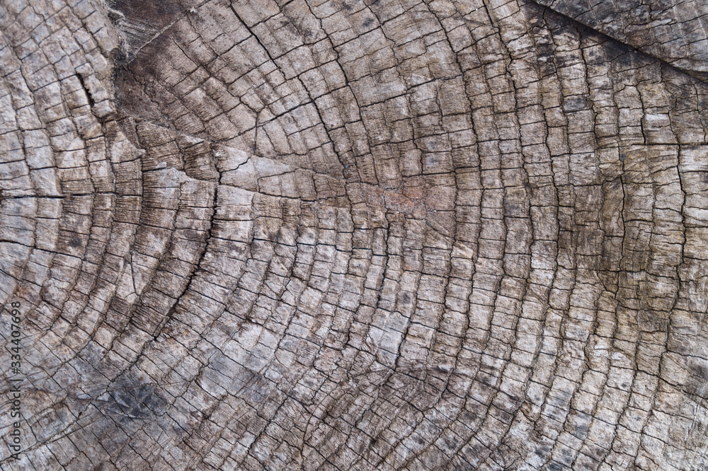 Fototapeta premium Old wooden texured surface closeup. Moss and relief on surface. Stock photo of old wooden pattern of aged boards with moss. Brown and gray colors on photo.