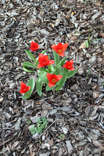 Tulpen