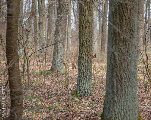 Morning walk through the woods in search of dream grass, the city of Boyarka. Kiev region. Ukraine. 03. 29. 2020 photo