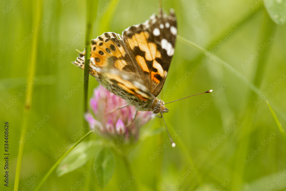 An orange butterfly on wildflower on soft green blurred background. An orange butterfly on wildflower on soft green blurred background.