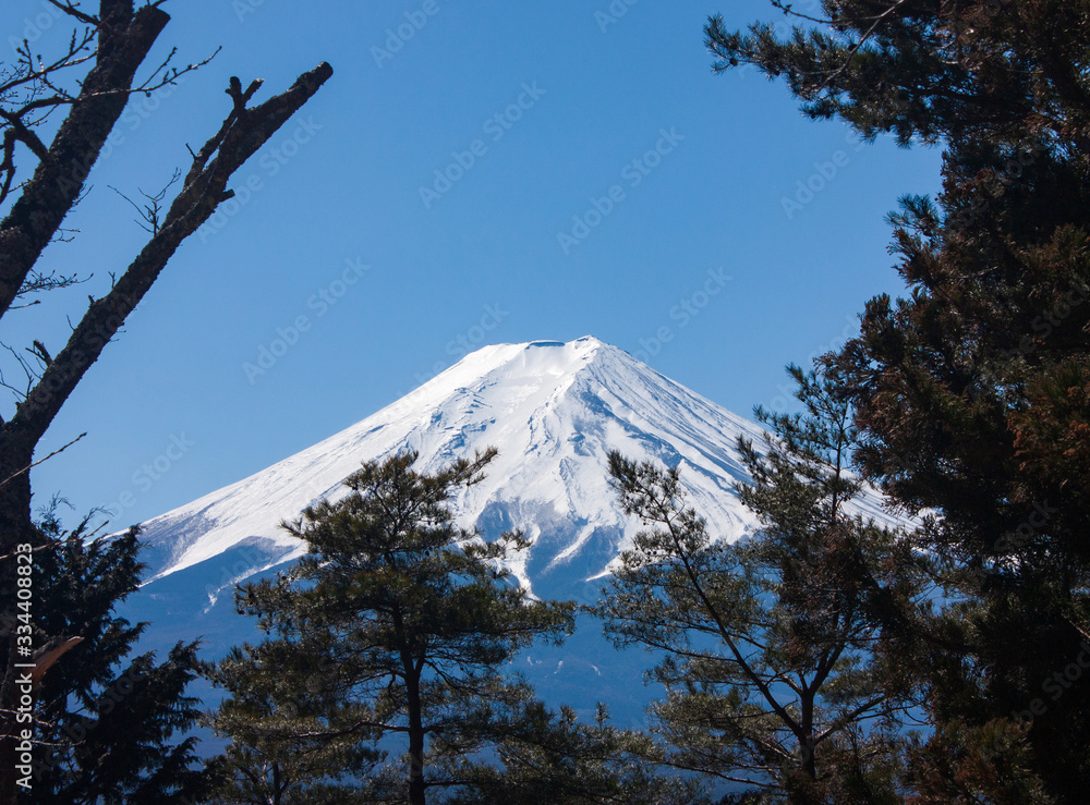 Looking through the trees at the highest mountain in Japan, Mt Fuji, in early spring Looking through the trees at the highest mountain in Japan, Mt Fuji, in early spring
