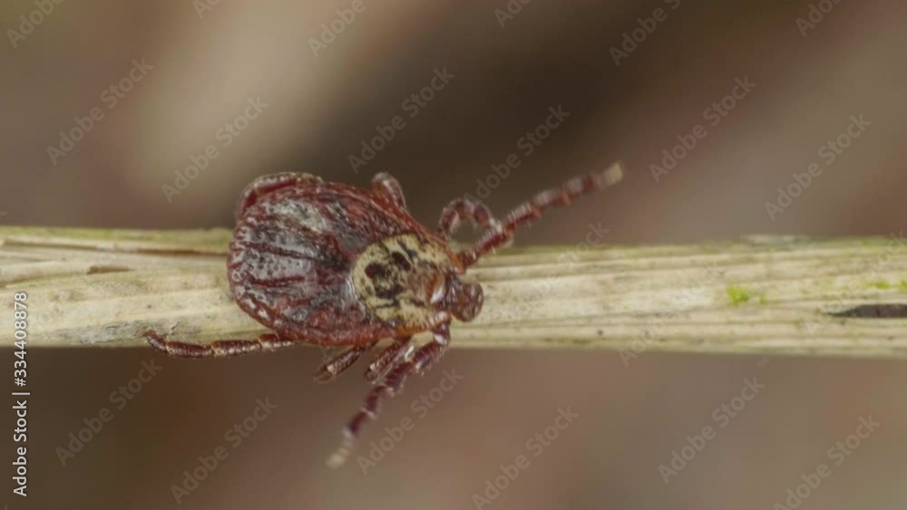 Blood-sucking mite creepes on the sprig of grass in the forest to find the victim Blood-sucking mite creepes on the sprig of grass in the forest to find the victim