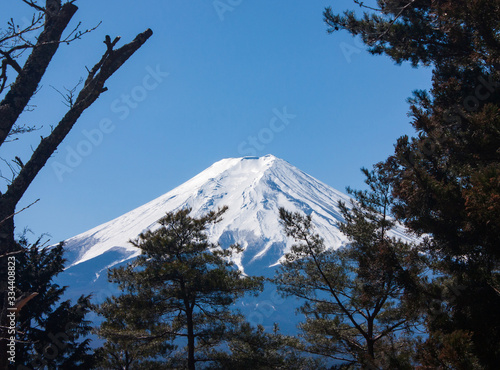 Looking through the trees at the highest mountain in Japan, Mt Fuji, in early spring