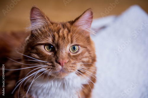 Obraz na plátně A photo of Kurilian bobtail cat