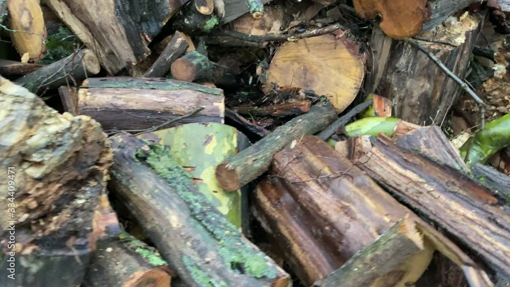 Pile of wet sawn logs stumps after rain in autumn cut tree trunks and branches of old trees in the park. Pile of wet sawn logs stumps after rain in autumn cut tree trunks and branches of old trees in the park.