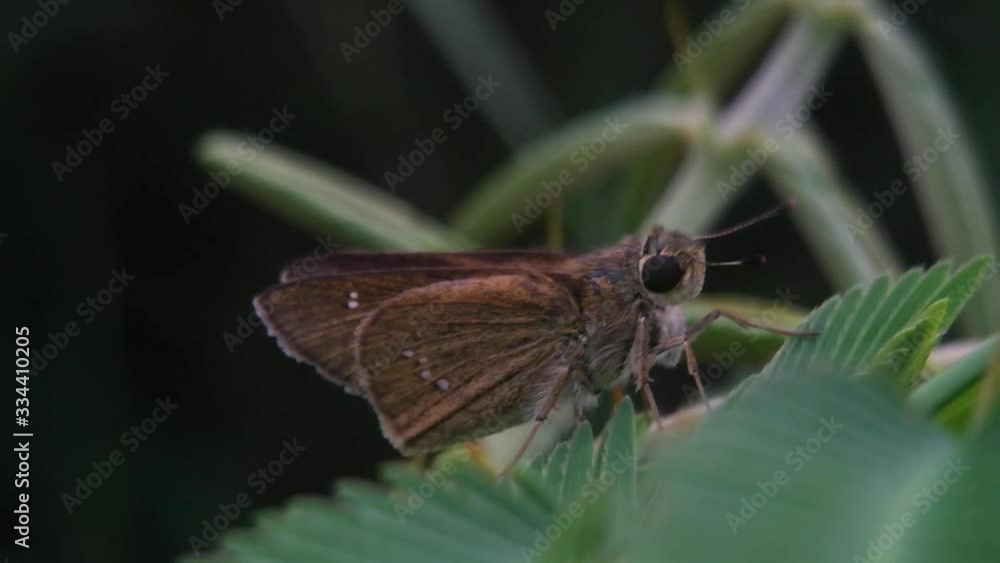 a butterfly of the family Hesperiidae a butterfly of the family Hesperiidae