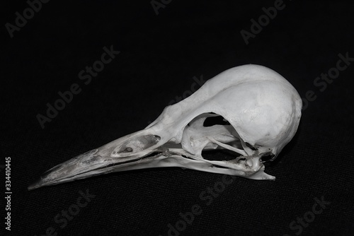 Canvas Print a skull of the Picinae bird