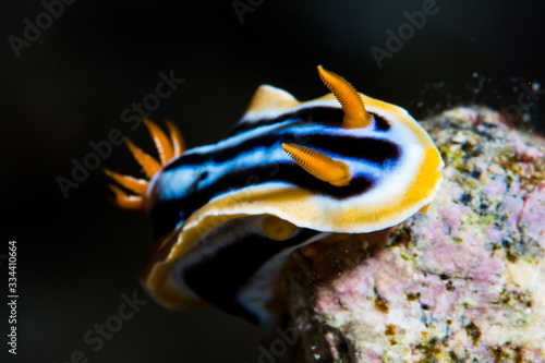 Chromodoris elisabethina © Mark