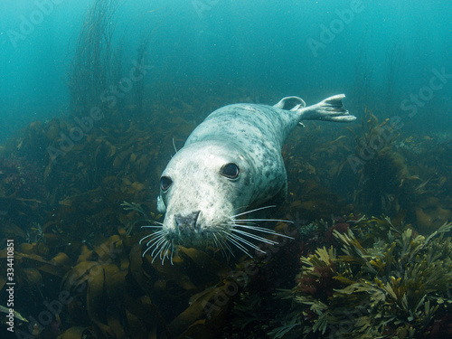 Atlantic Grey Seal © Mark