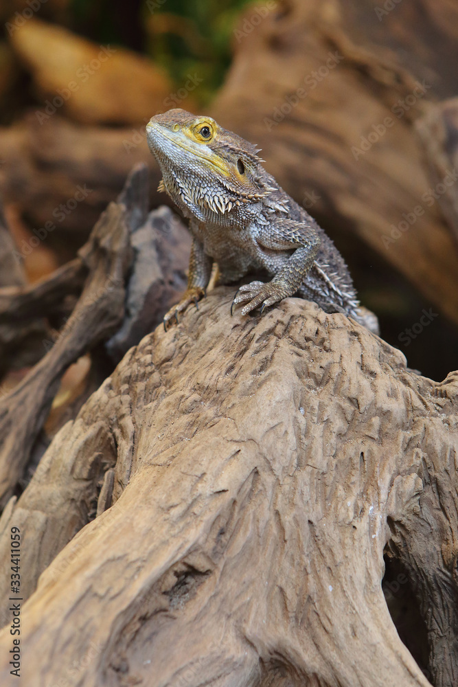 The lizard is sitting on the tree The lizard is sitting on the tree