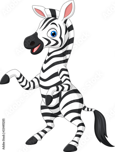 Cartoon funny zebra on white background