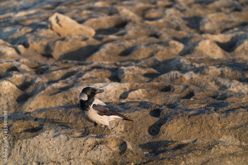 Crow bird on the rocks