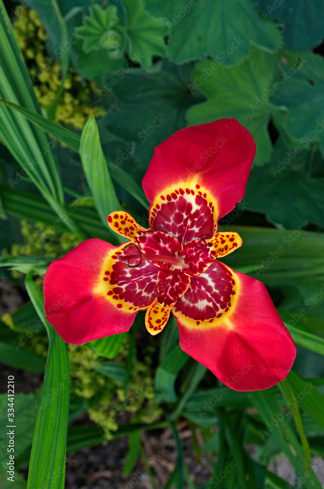 The colourful exotic flowering Tigridia pavonia in an English garden