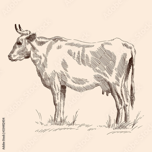 A cow stand on the grass in a pasture. Pencil sketch drawing isolated on a beige background.