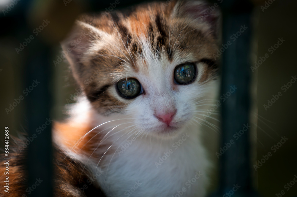 Portrait of a cut e little feral kitten looking out between bars on a street in Istanbul, Turkey