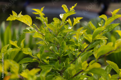 Fresh Green Plant in Garden