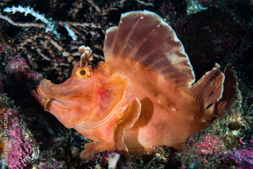 Eschmayer's Scorpionfish Rhinopias