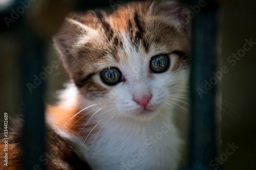 Portrait of a cut e little feral kitten looking out between bars on a street in Istanbul, Turkey