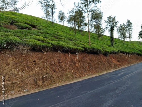 Canvas Print March,22 - 2020 ,Trees In a Tea Garden , Mysore , Karnataka ,India Stock Photos