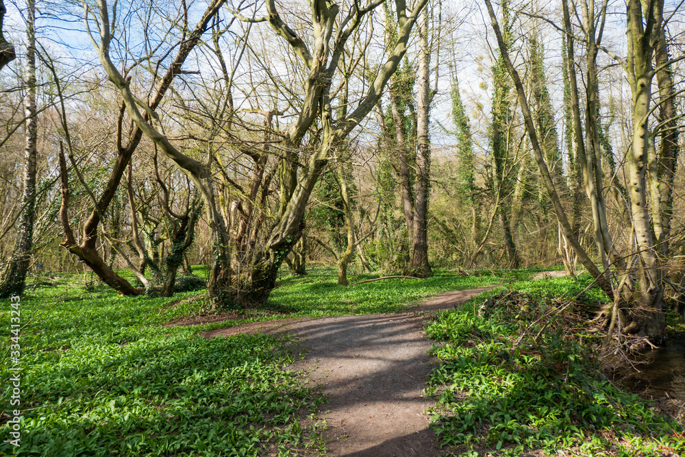 Ein Bärlauch Paradies mitten im Wald Ein Bärlauch Paradies mitten im Wald