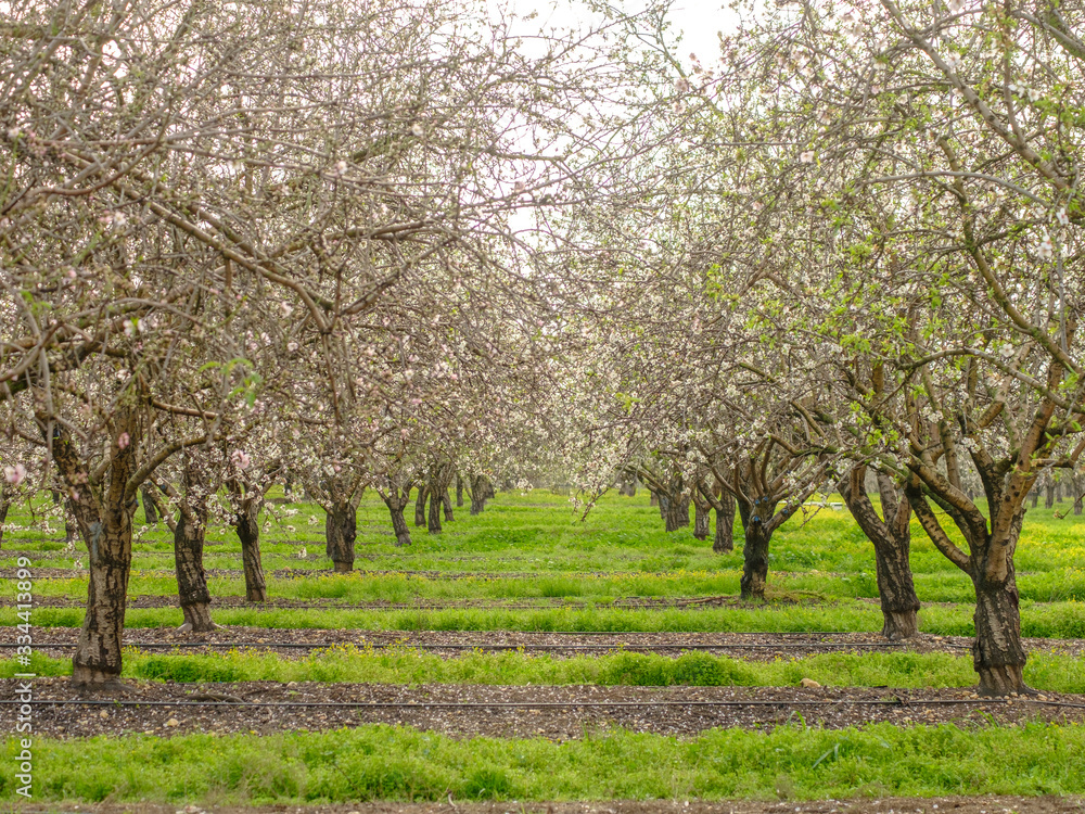 Almond trees blooming in the orchard. Selective focus. Almond trees blooming in the orchard. Selective focus.