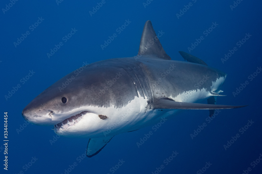 Fototapeta premium White Sharks