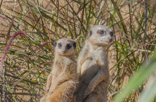 the mongoose meekat in australia.
