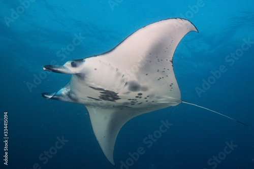 Reef Manta Ray