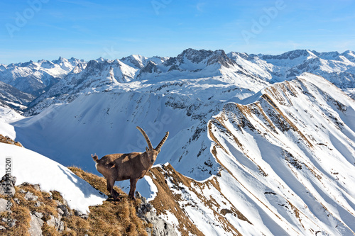 Ibex in front of snowy mountains at a sunny day in winter. Vorarlberg, Tirol, Austria