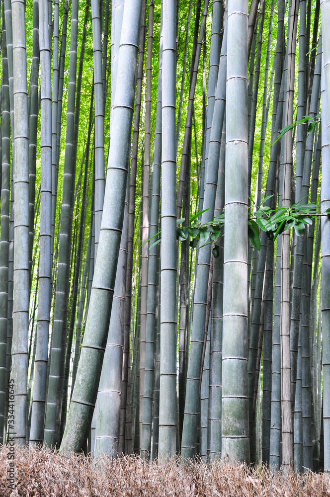 Vertical pattern of bamboo in the forest in Kyoto. Japan. Vertical pattern of bamboo in the forest in Kyoto. Japan.